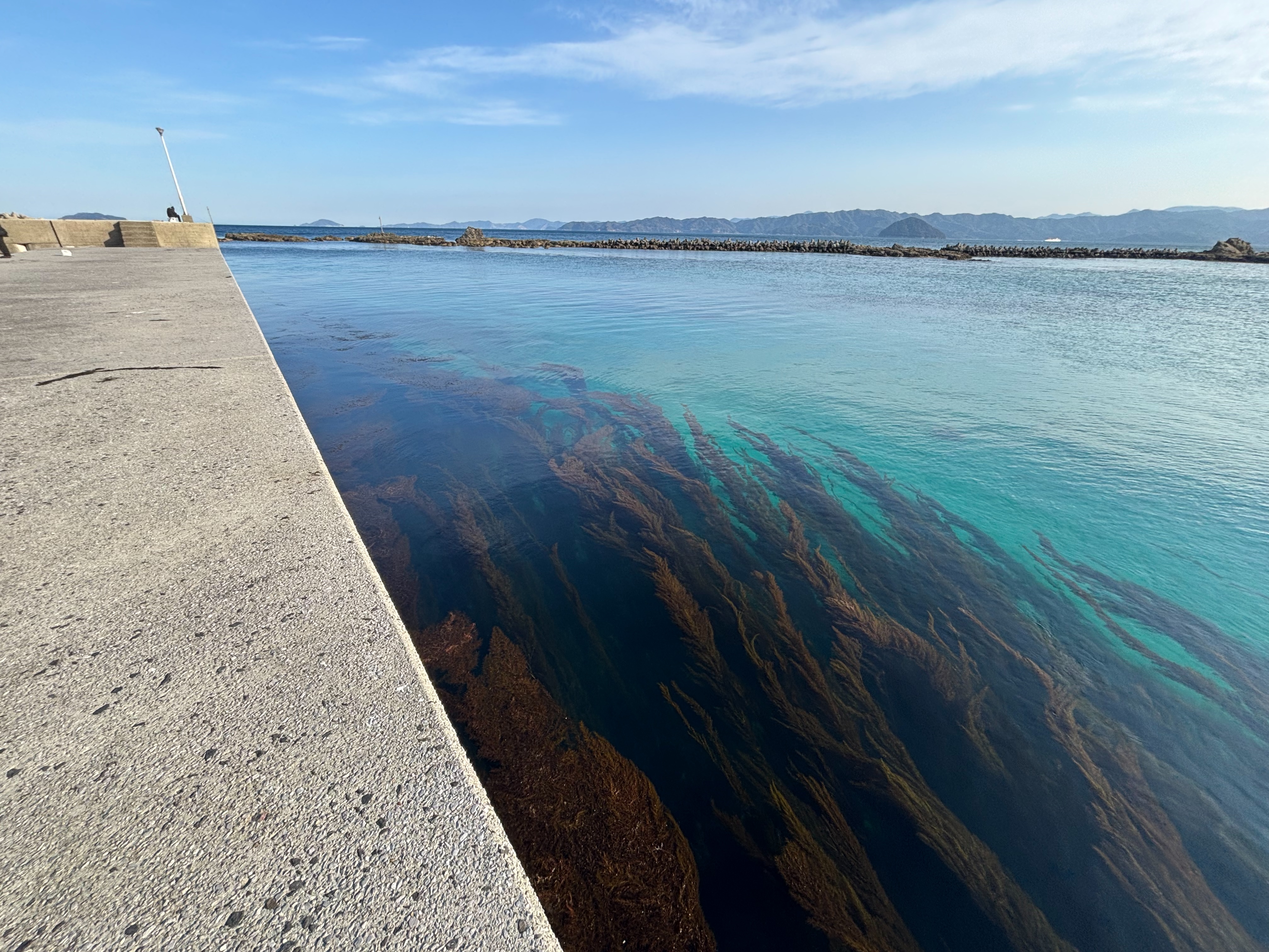一尺屋下浦港 - 外側も堤防直下は藻が生える。アオリイカ狙いでは奥の常夜灯に集