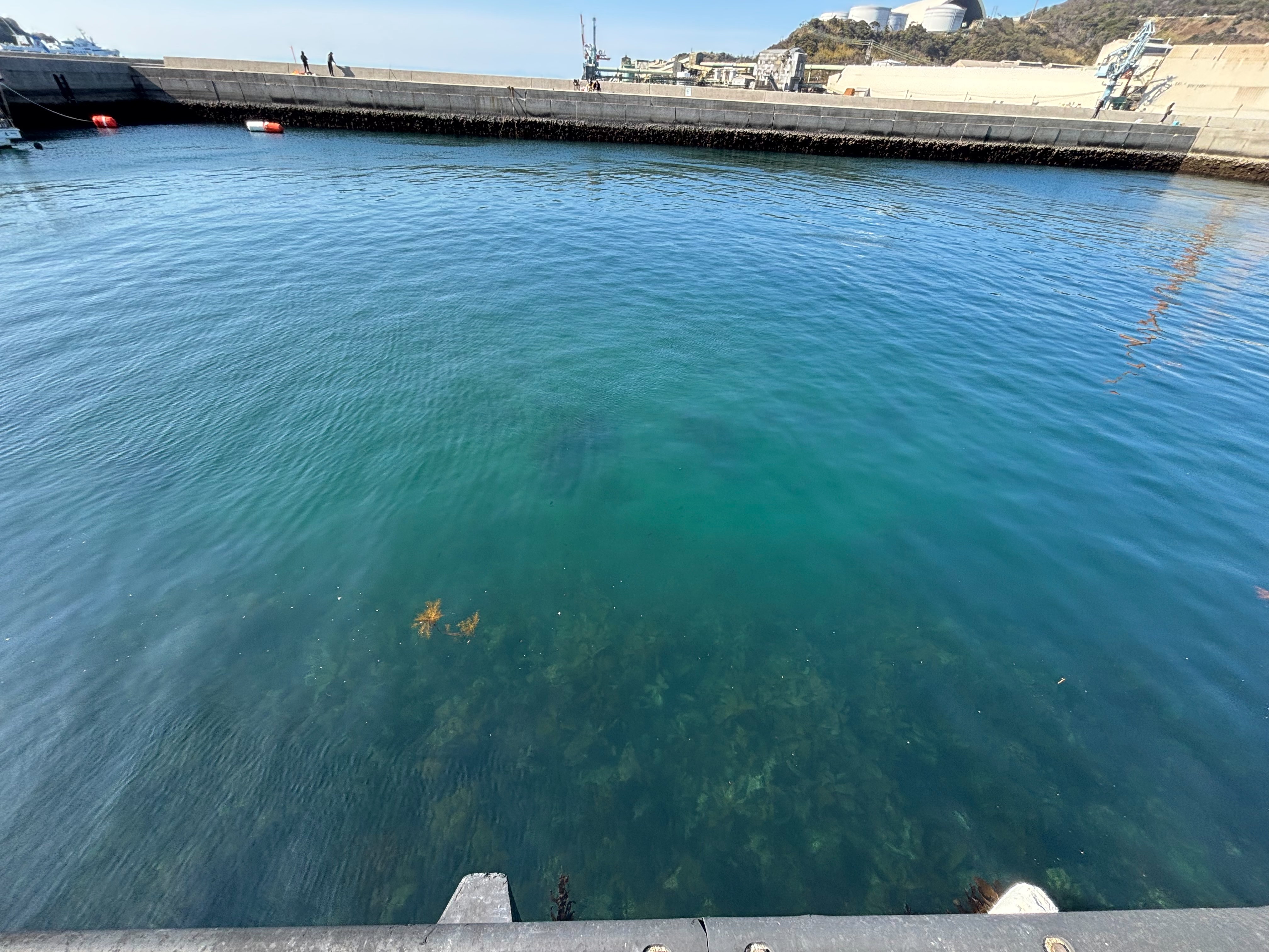 金山港 - 足元は海藻が生えている。少し先は砂地。アジが隠れるには海藻の