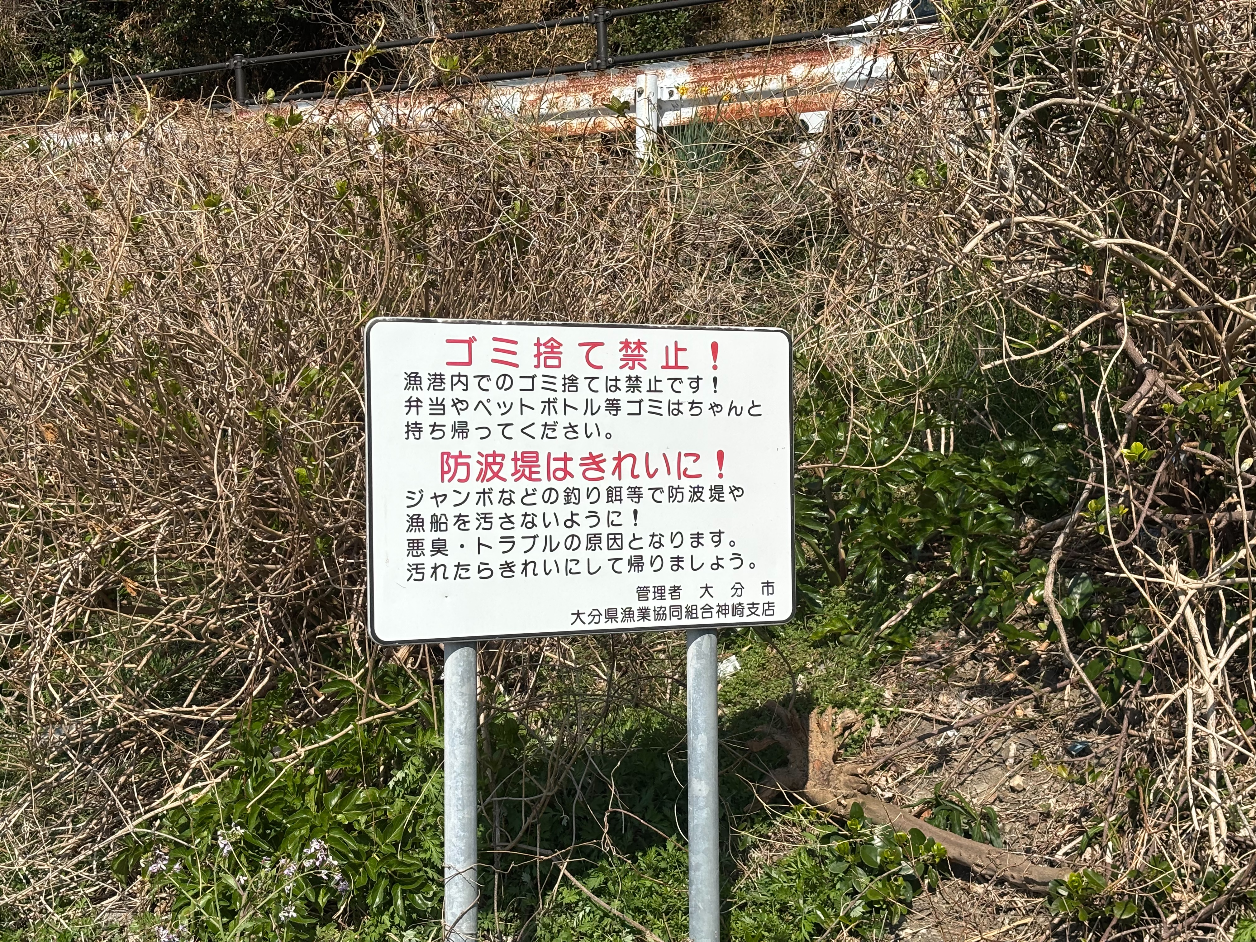 小志生木 - ジャンボとはアミコマセのこと。