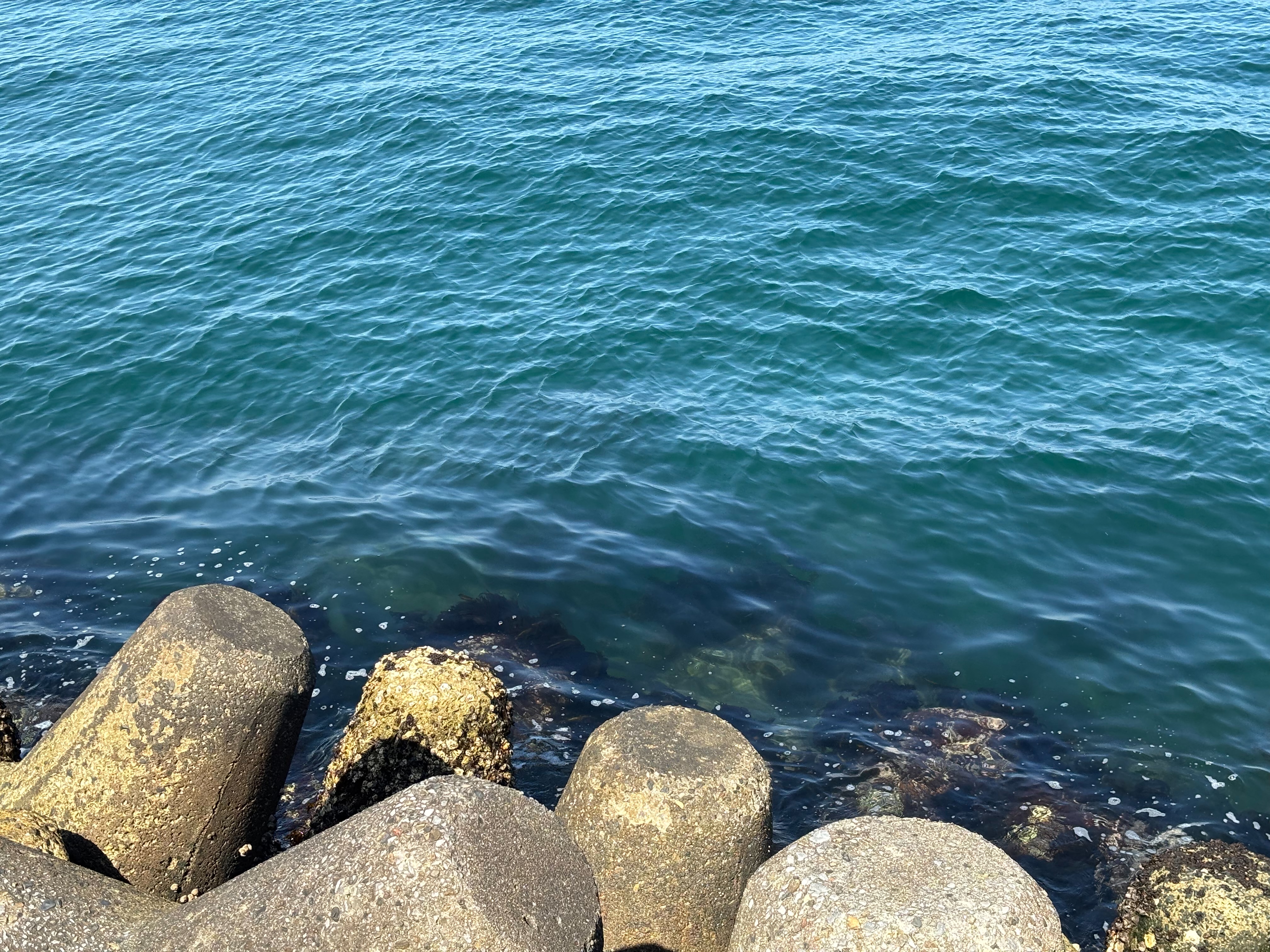 大野川河口 - 発電所横のテトラ帯。テトラは3m先くらいまで入っている。