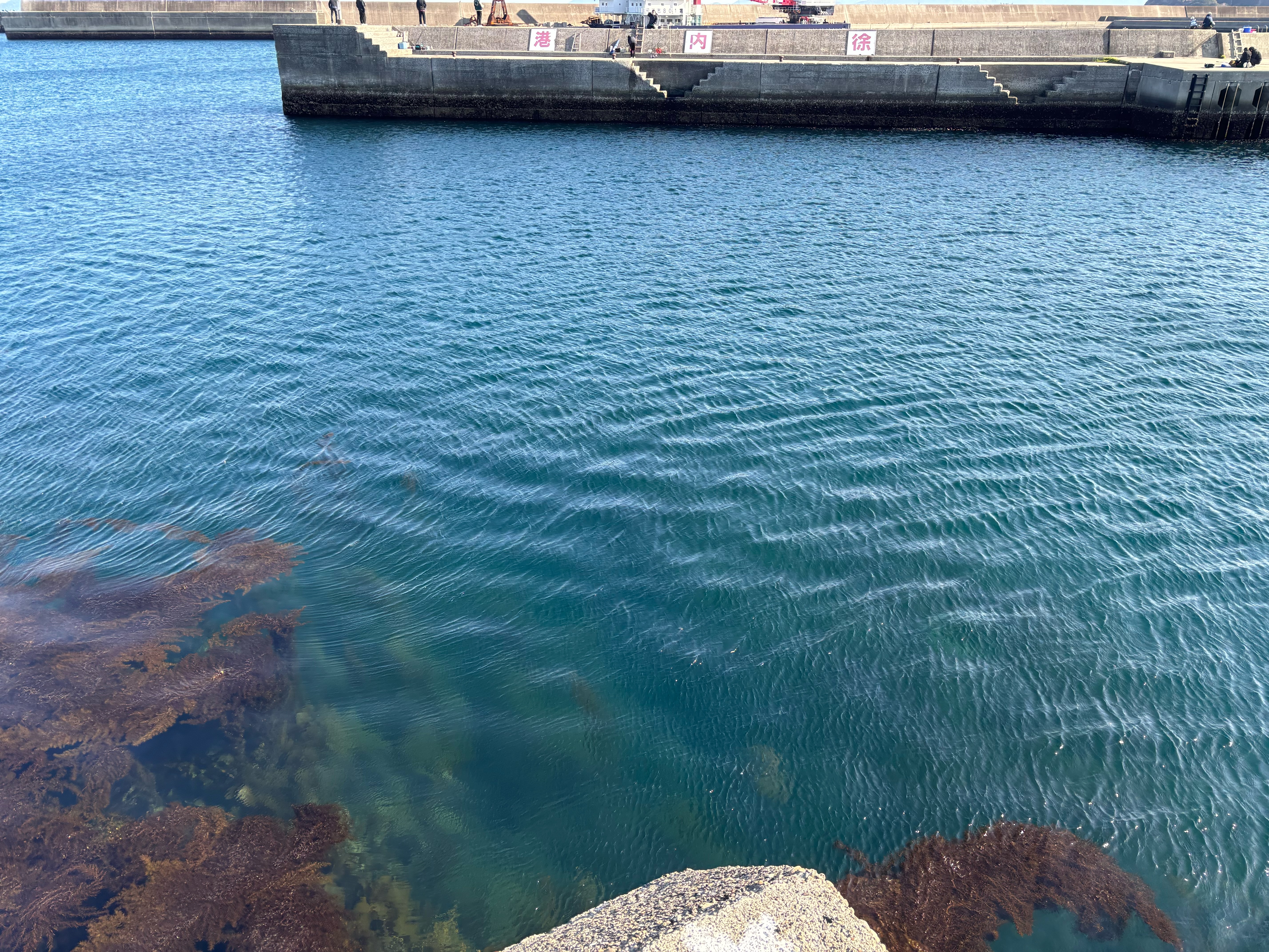 佐賀関漁港 - 船道のため深くなっている。水の透明度が高いく、初夏の朝マズメ